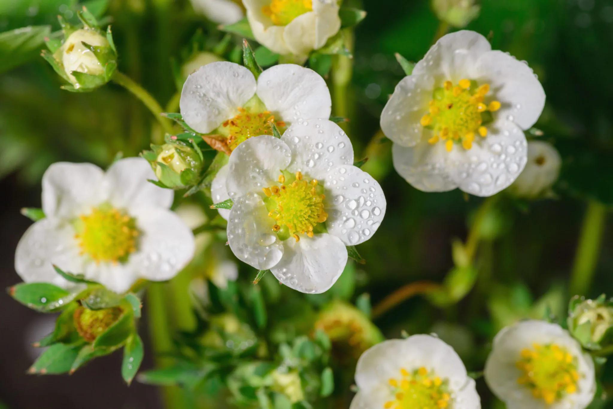 Liquid Fertiliser and Regenerative Agriculture